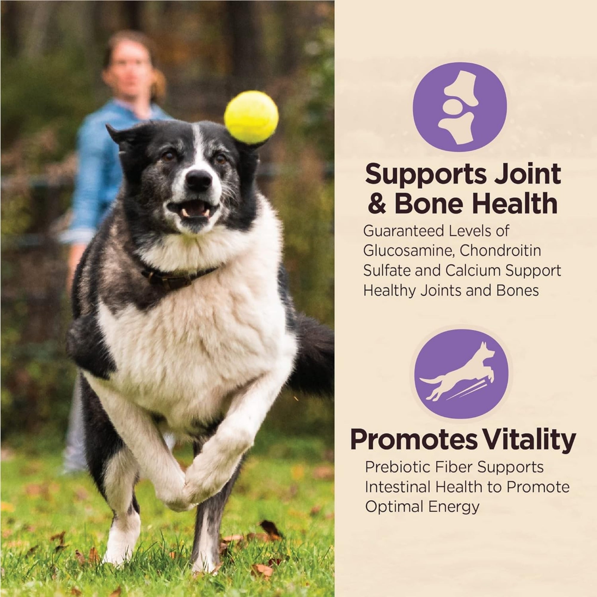 Wellness CORE Digestive Health Senior Chicken & Brown Rice Dry Dog Food, 4 lb - Image 2