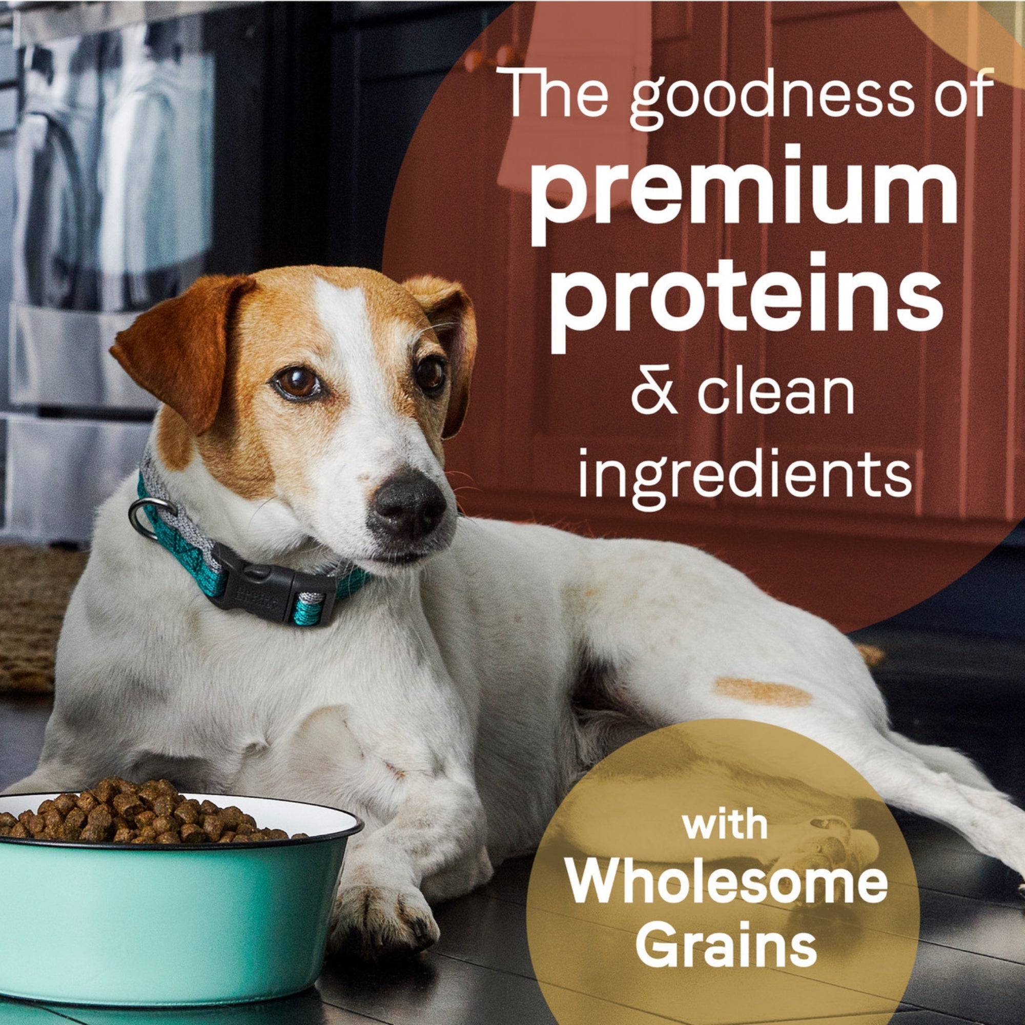 CANIDAE PURE Wholesome Grains Dry Dog Food, Lamb & Brown Rice - Image 6