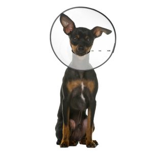 ZenPet E-Clear Plastic Recovery Collar Size