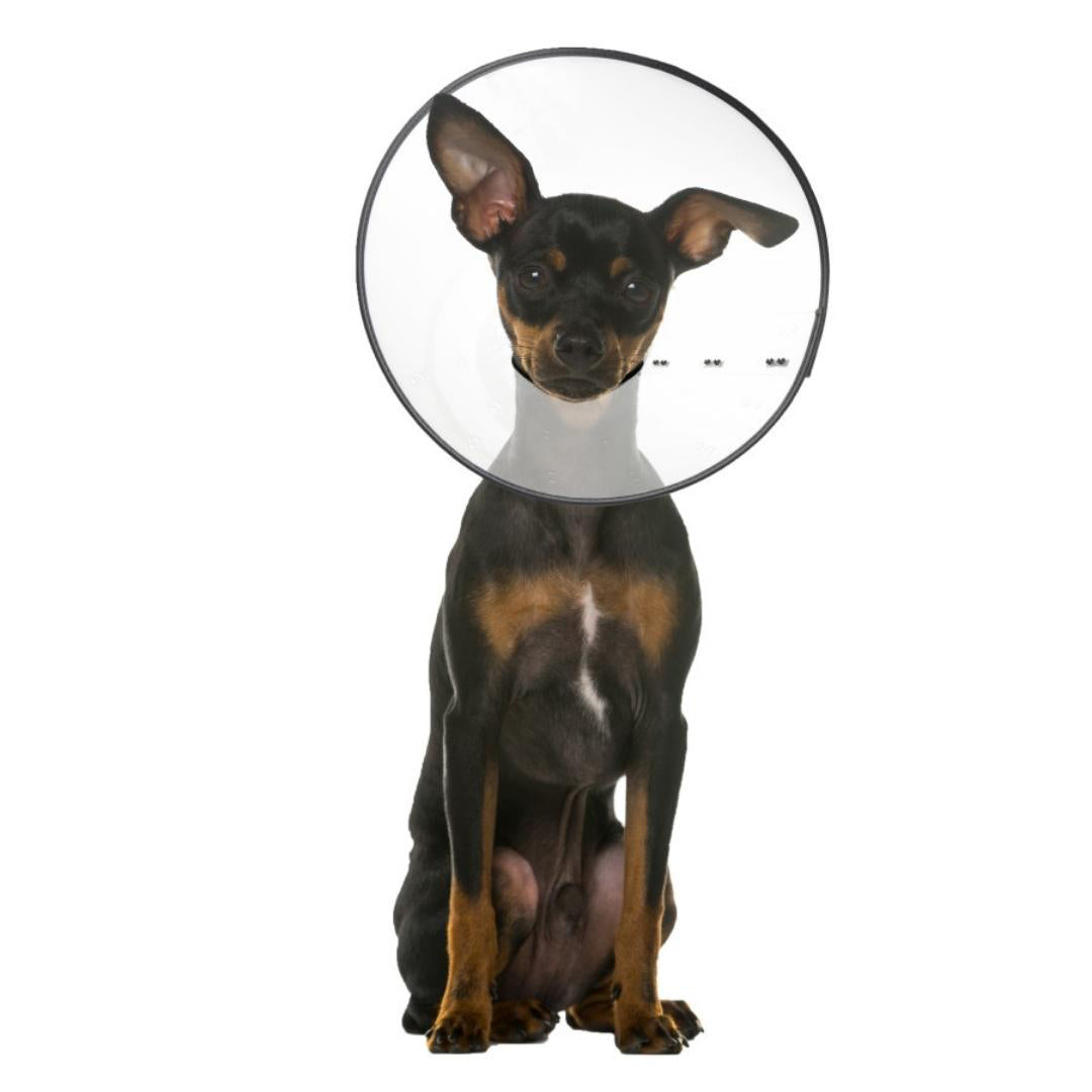 ZenPet E-Clear Plastic Recovery Collar Size