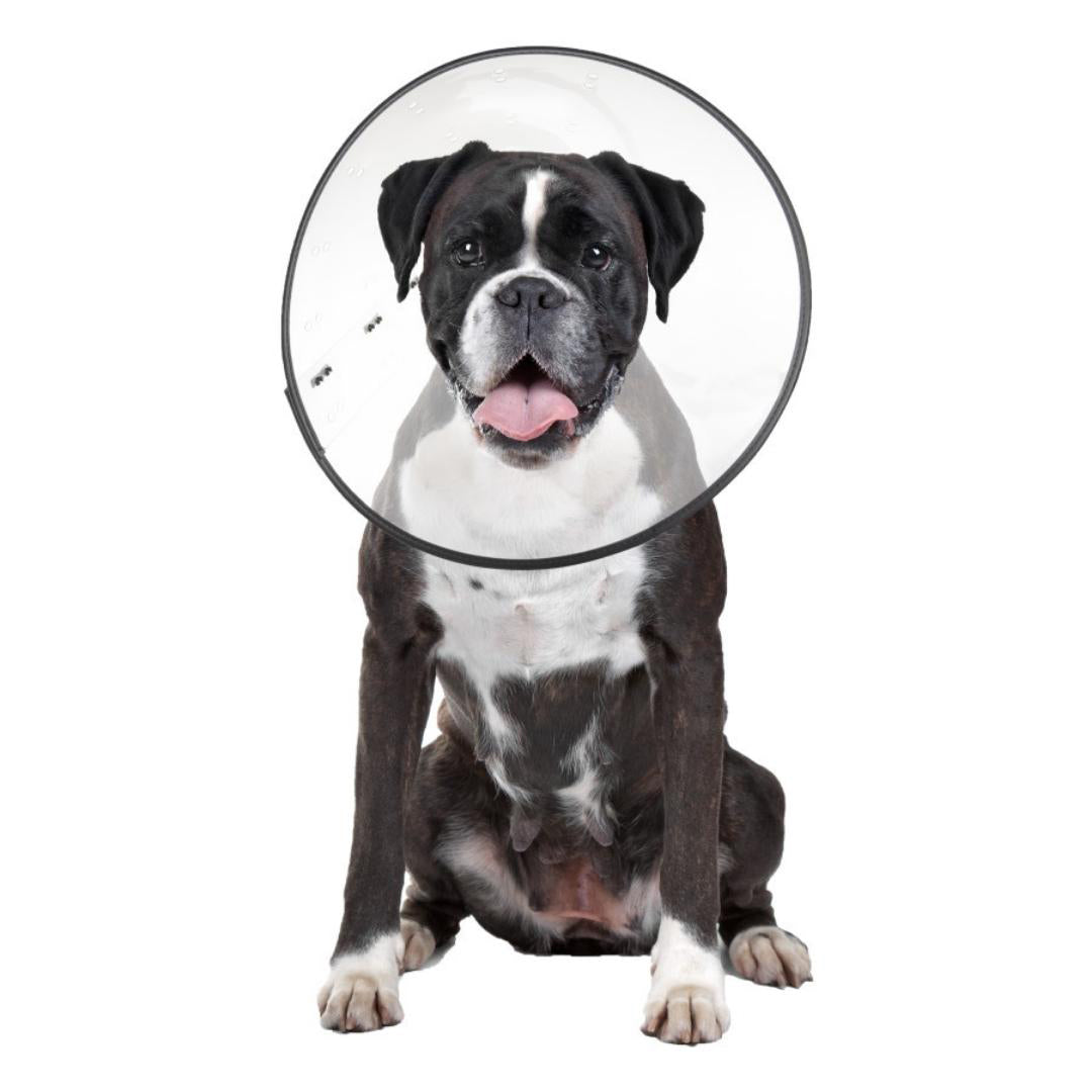 ZenPet E-Clear Plastic Recovery Collar Size - Image 5