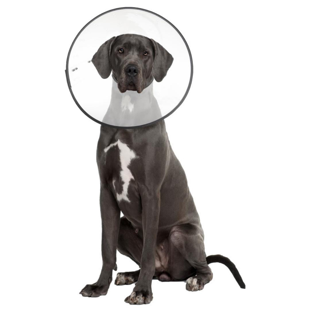 ZenPet E-Clear Plastic Recovery Collar Size - Image 4