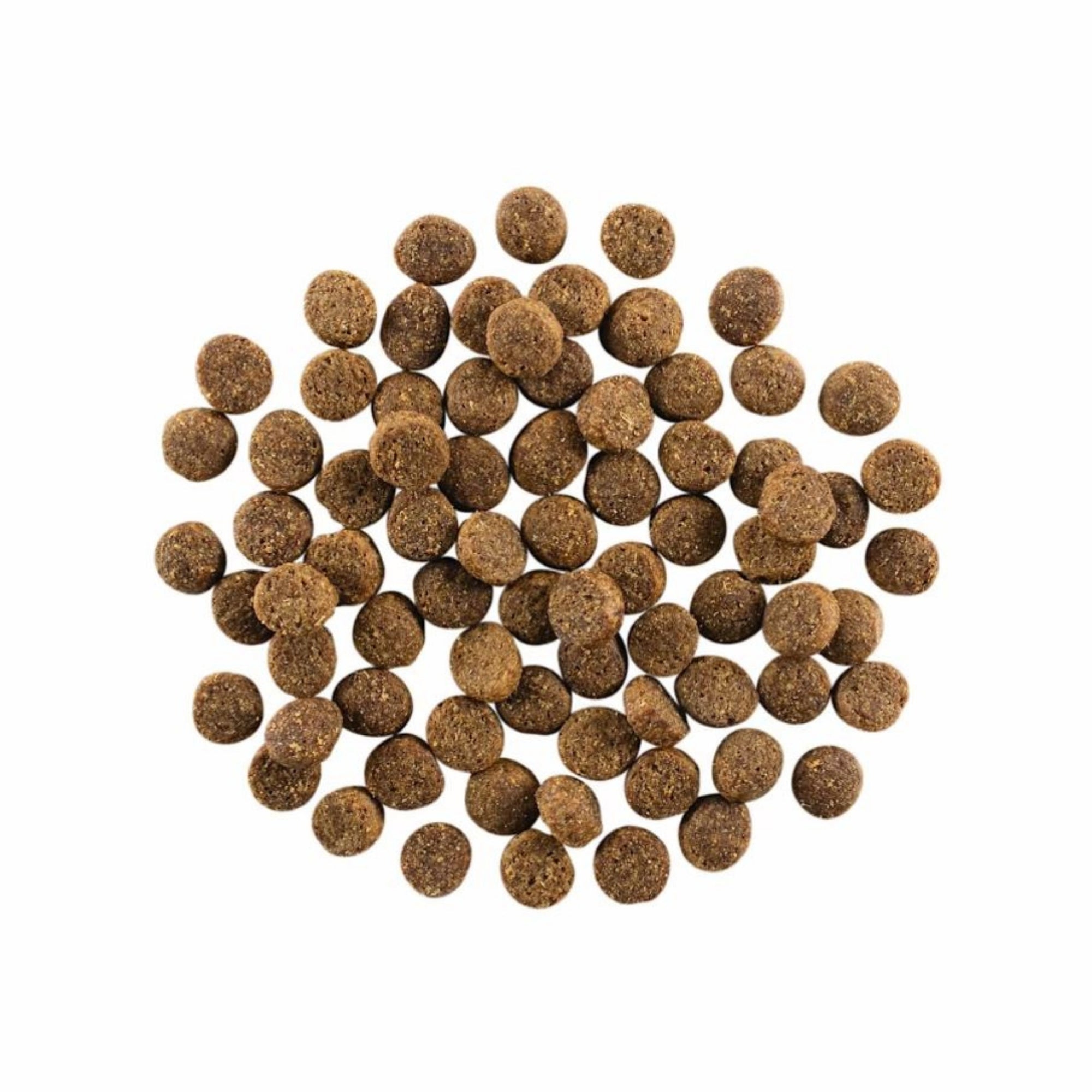 Go! Solutions Skin + Coat Care Salmon with Grains Dry Dog Food - Image 3