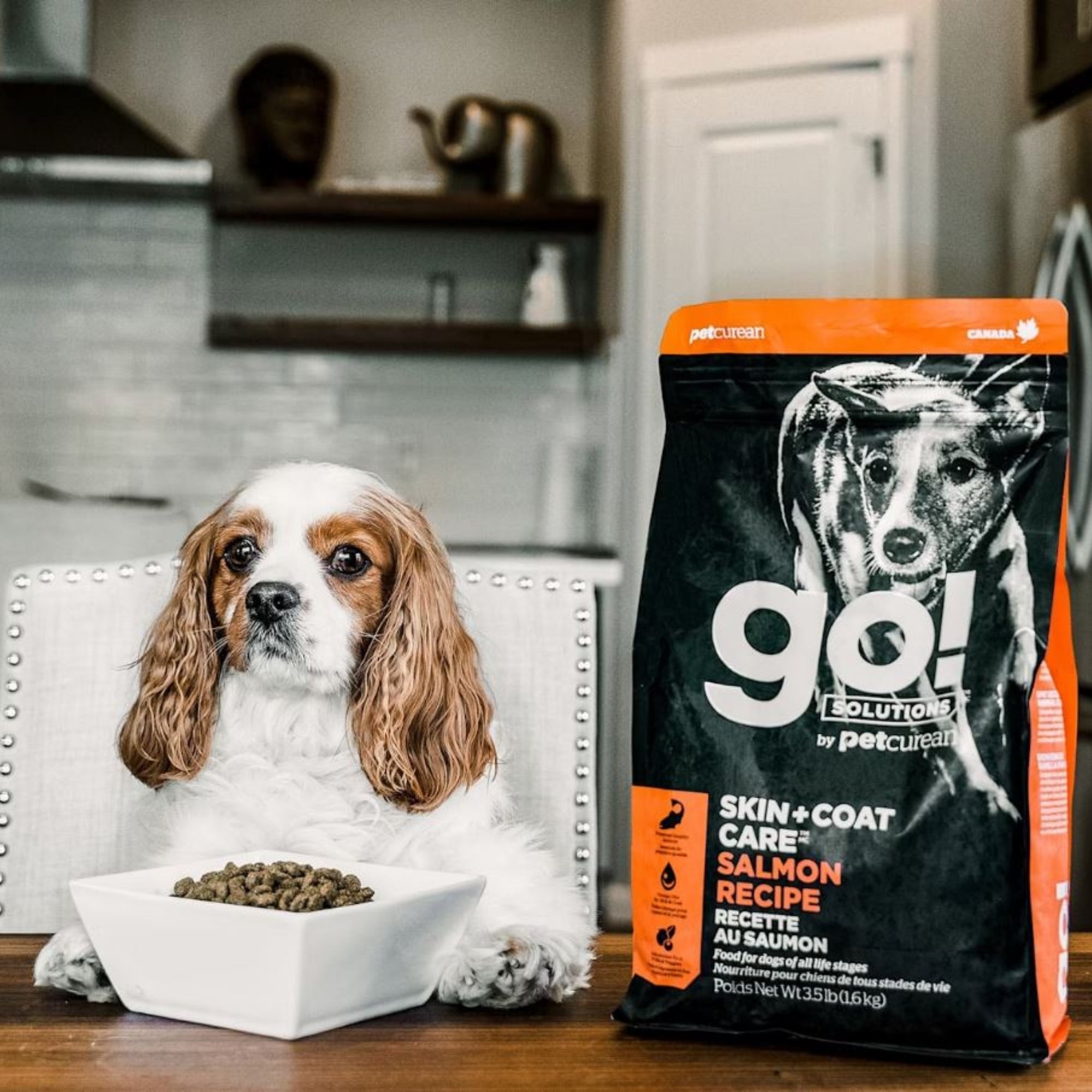 Go! Solutions Skin + Coat Care Salmon with Grains Dry Dog Food - Image 5