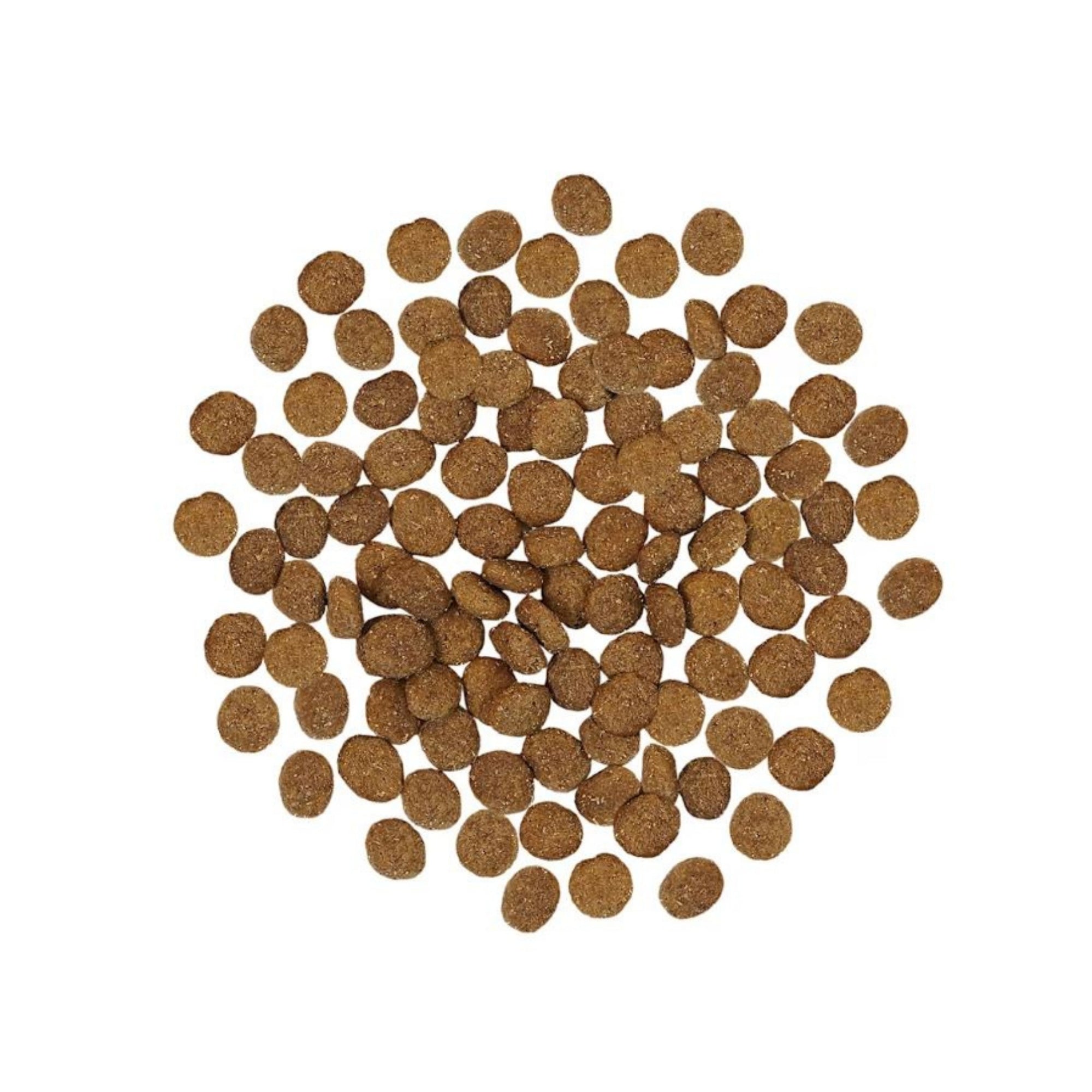 Go! Solutions Skin + Coat Care Turkey with Grains Dry Dog Food - Image 2