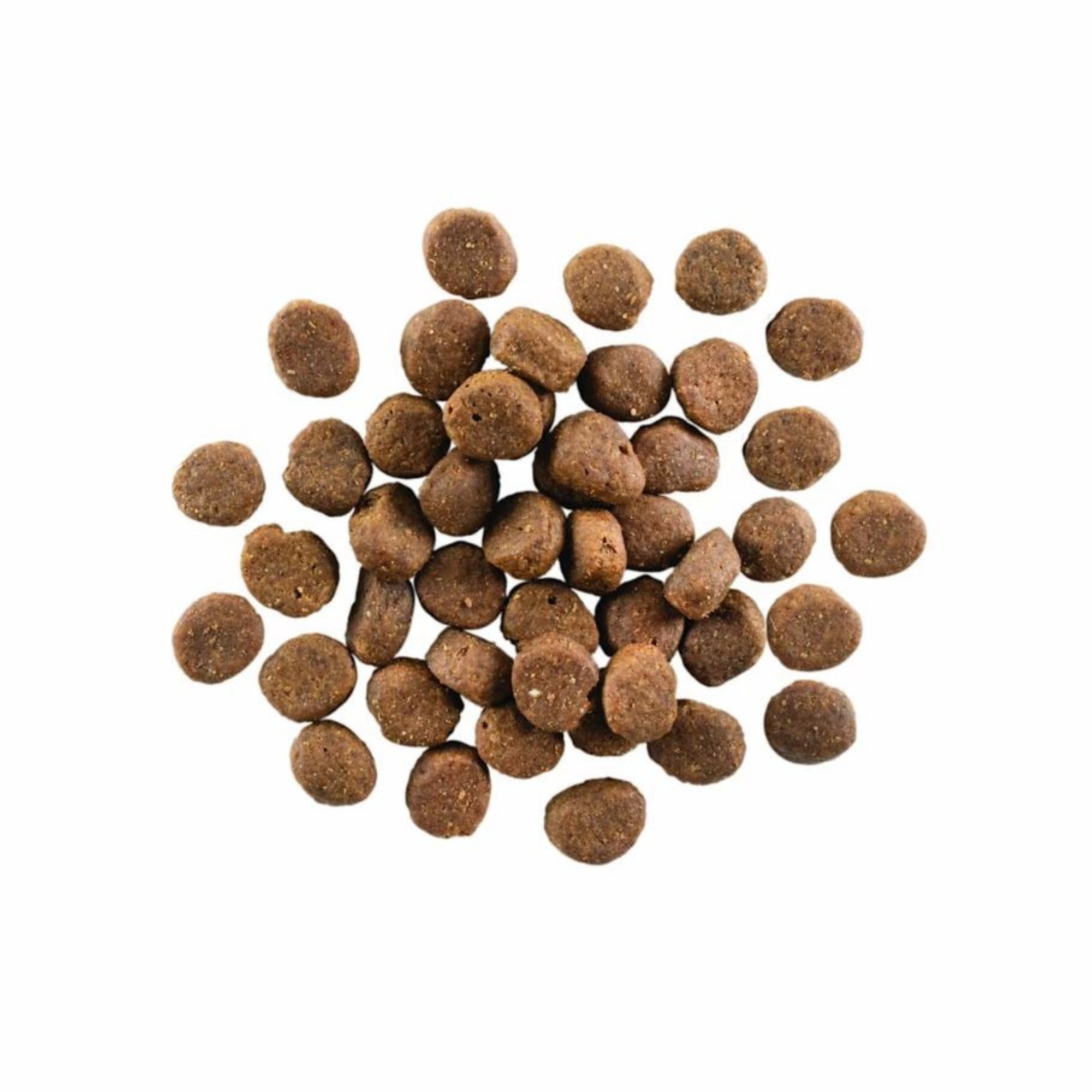 Go! Solutions Carnivore Grain-Free Lamb & Wild Boar Dry Dog Food - Image 4