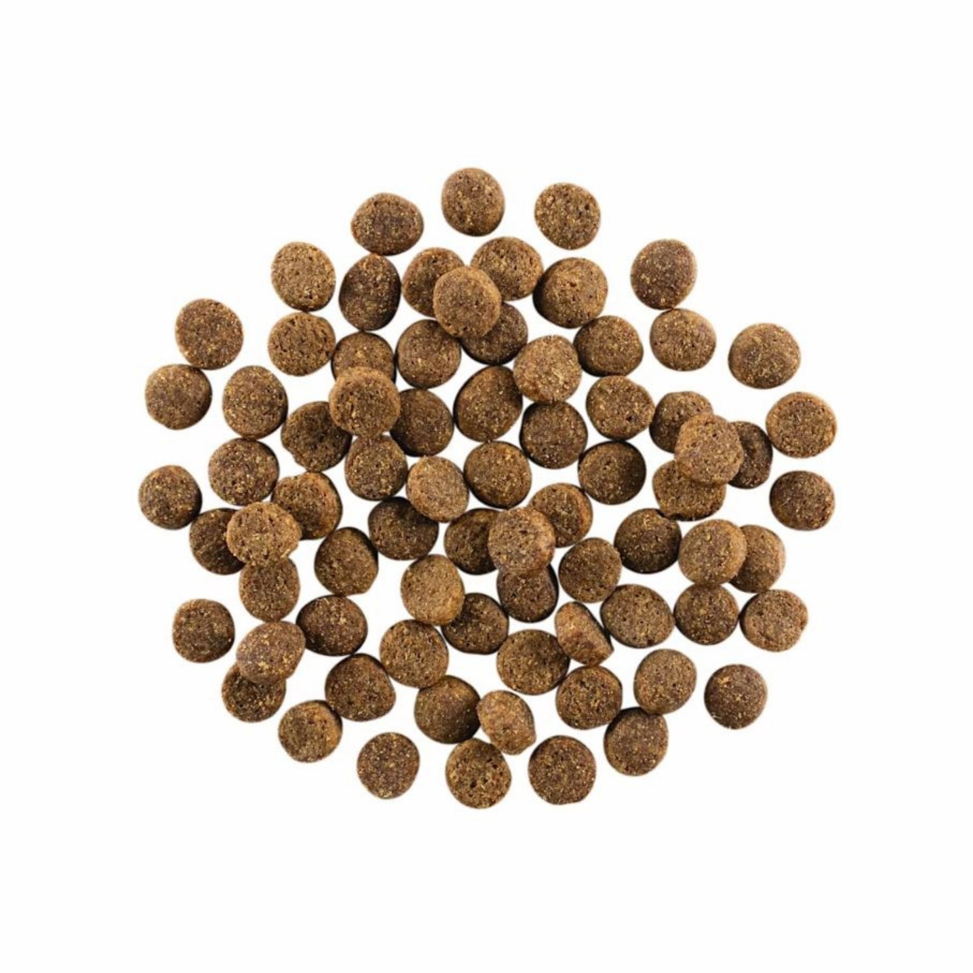 Go! Solutions Skin + Coat Care Salmon with Grains Dry Dog Food - Image 8
