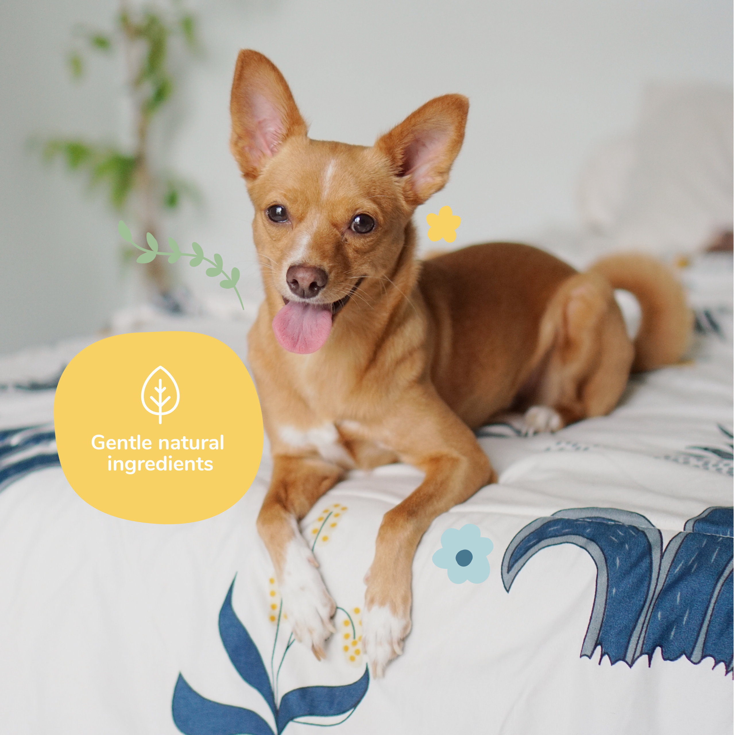Kin+Kind Dog Smell Natural Coat Spray Almond Vanilla 12oz. - Image 3